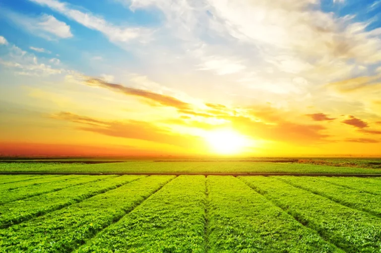 Capa do artigo: LGPD no Agronegócio: Como a Proteção de Dados Impacta o Setor